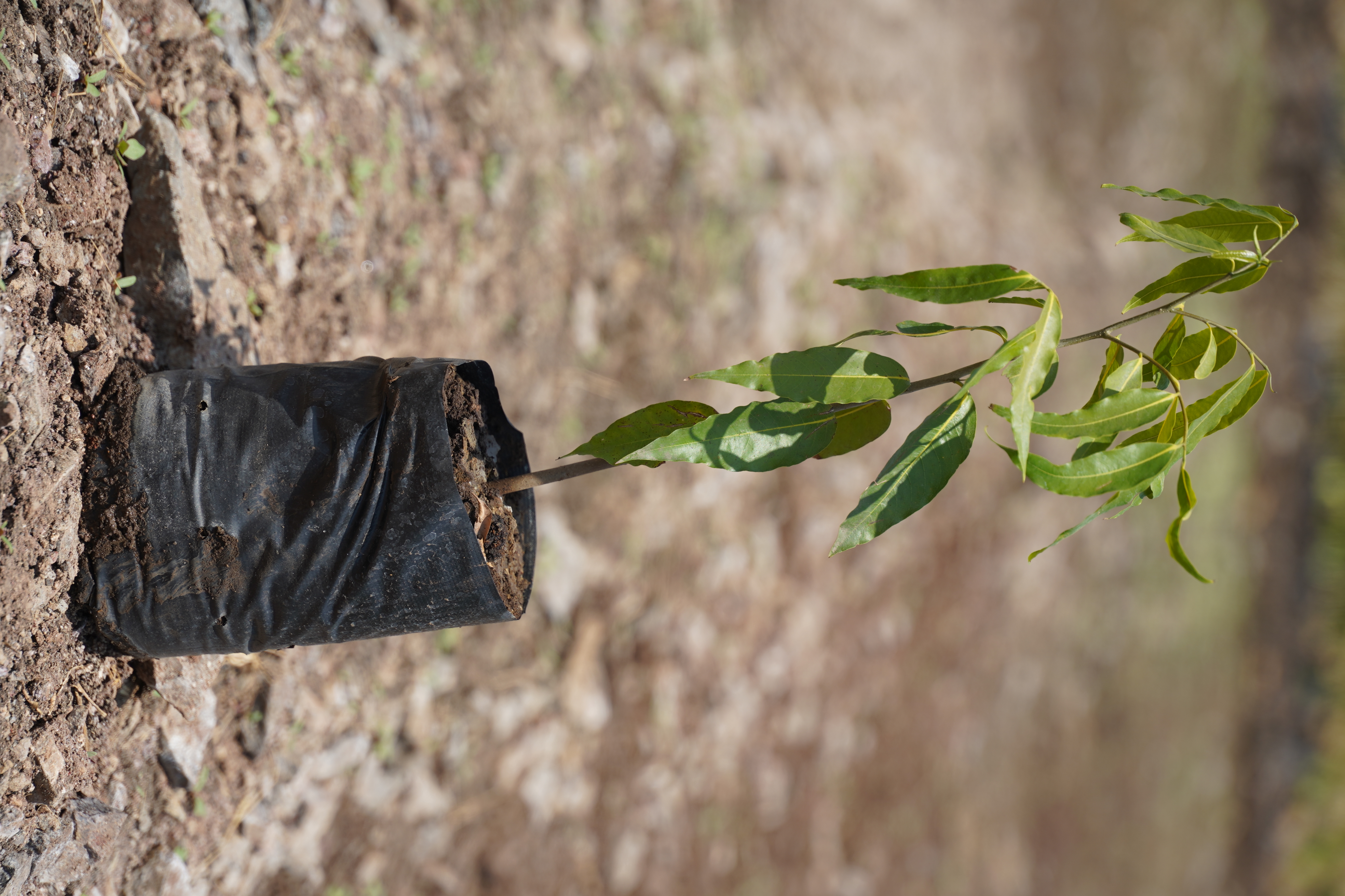 अशोक (Saraca asoca)