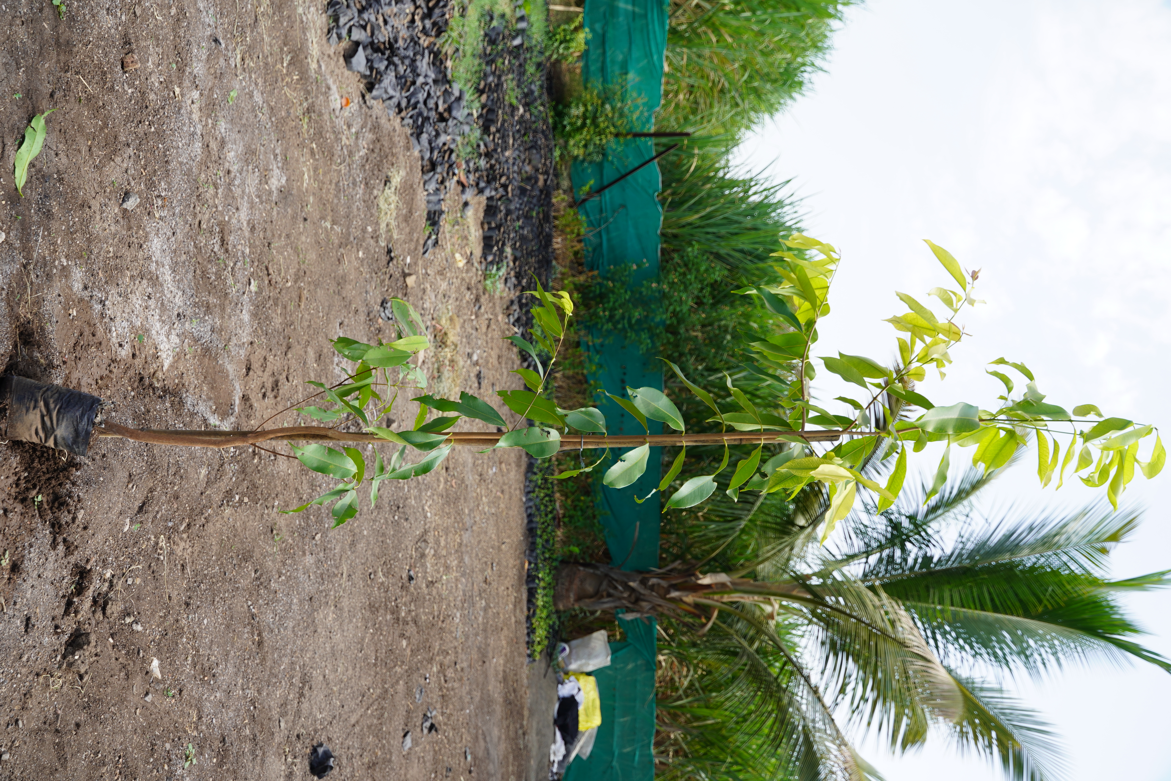 जांभूळ (Syzygium cumini)