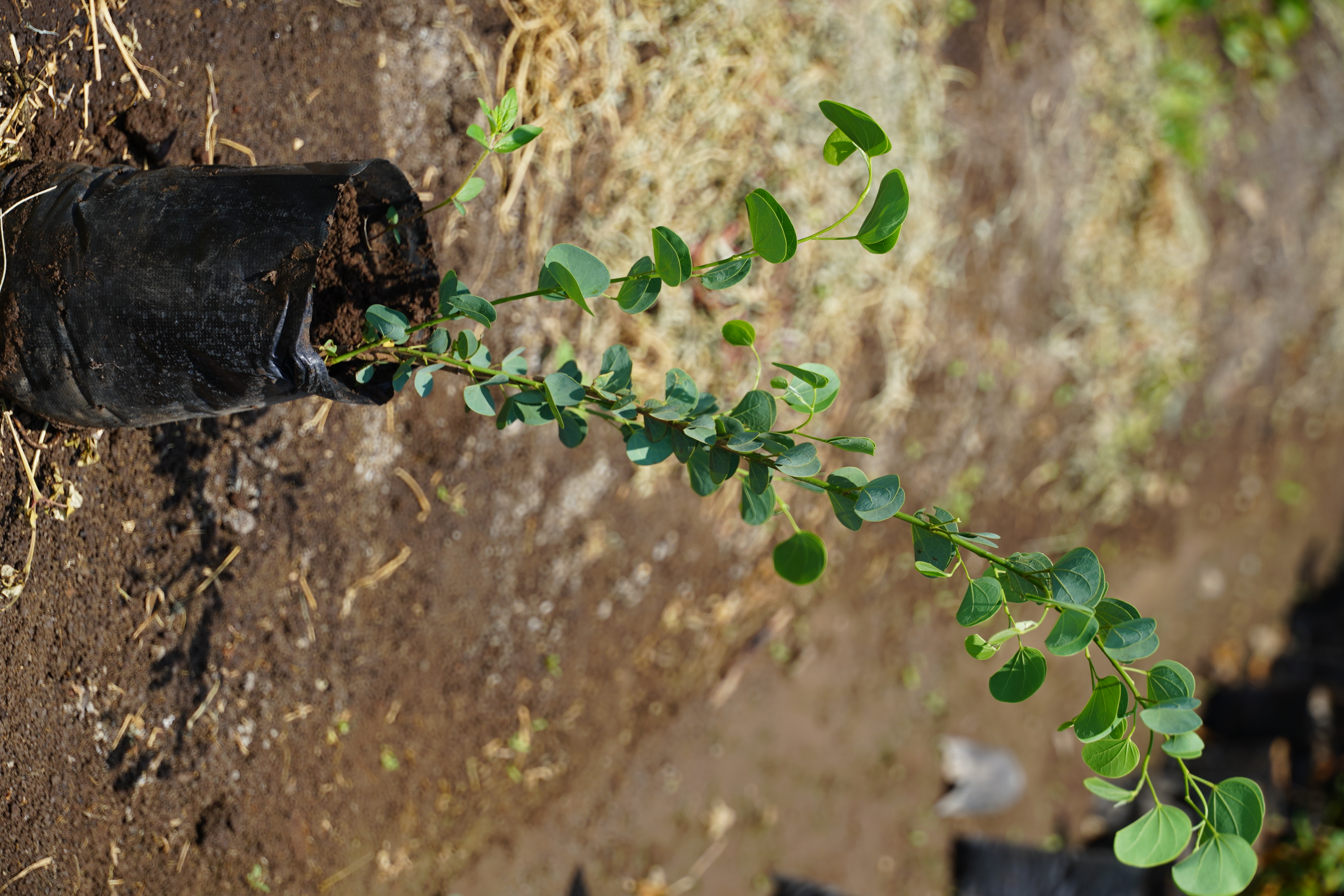 आपटा (Bauhinia racemosa)