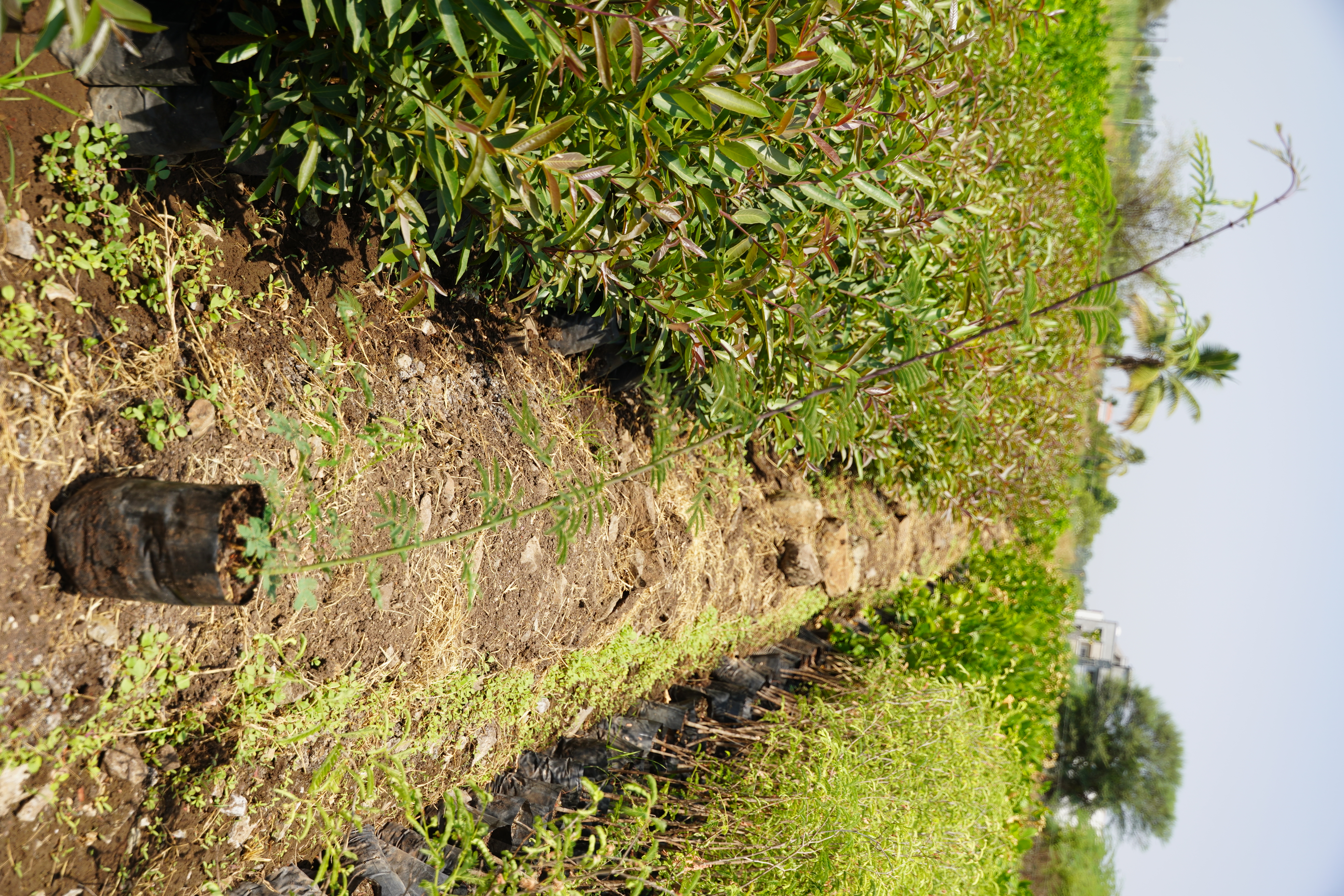 खैर (Acacia Catechu)