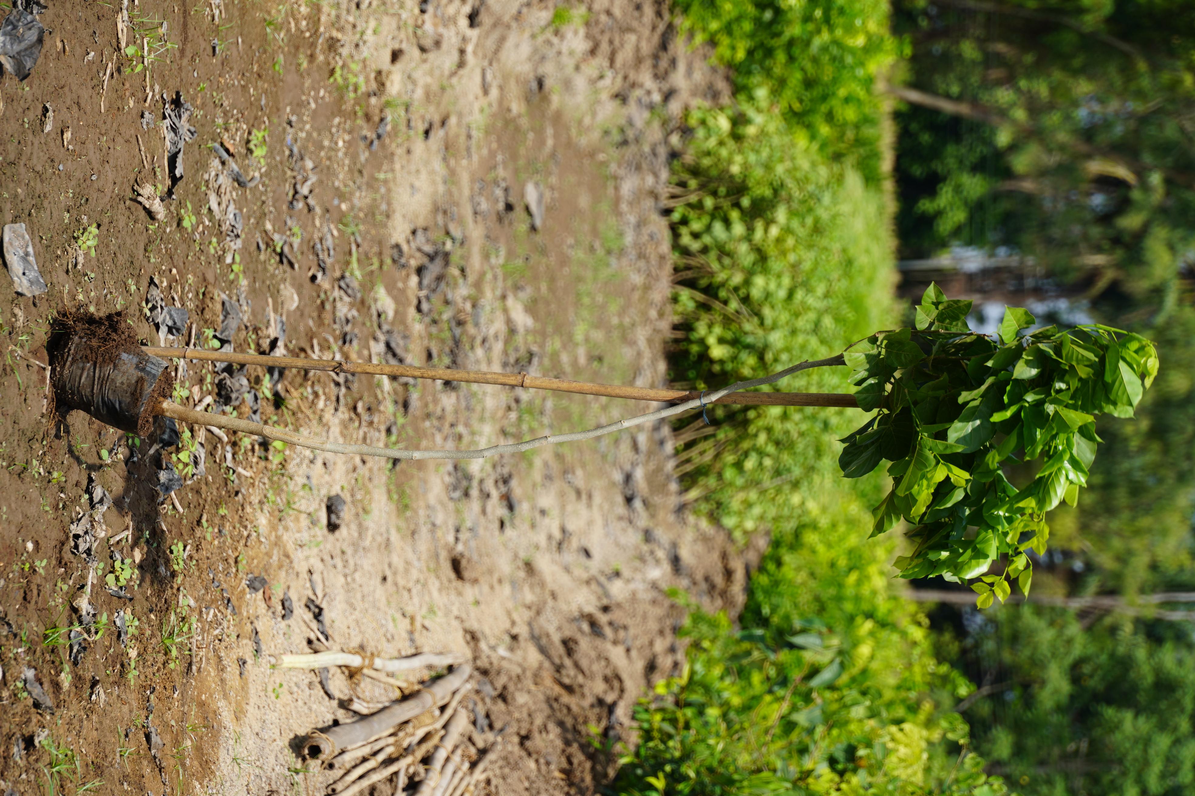 करंज (Pongamia pinnata)
