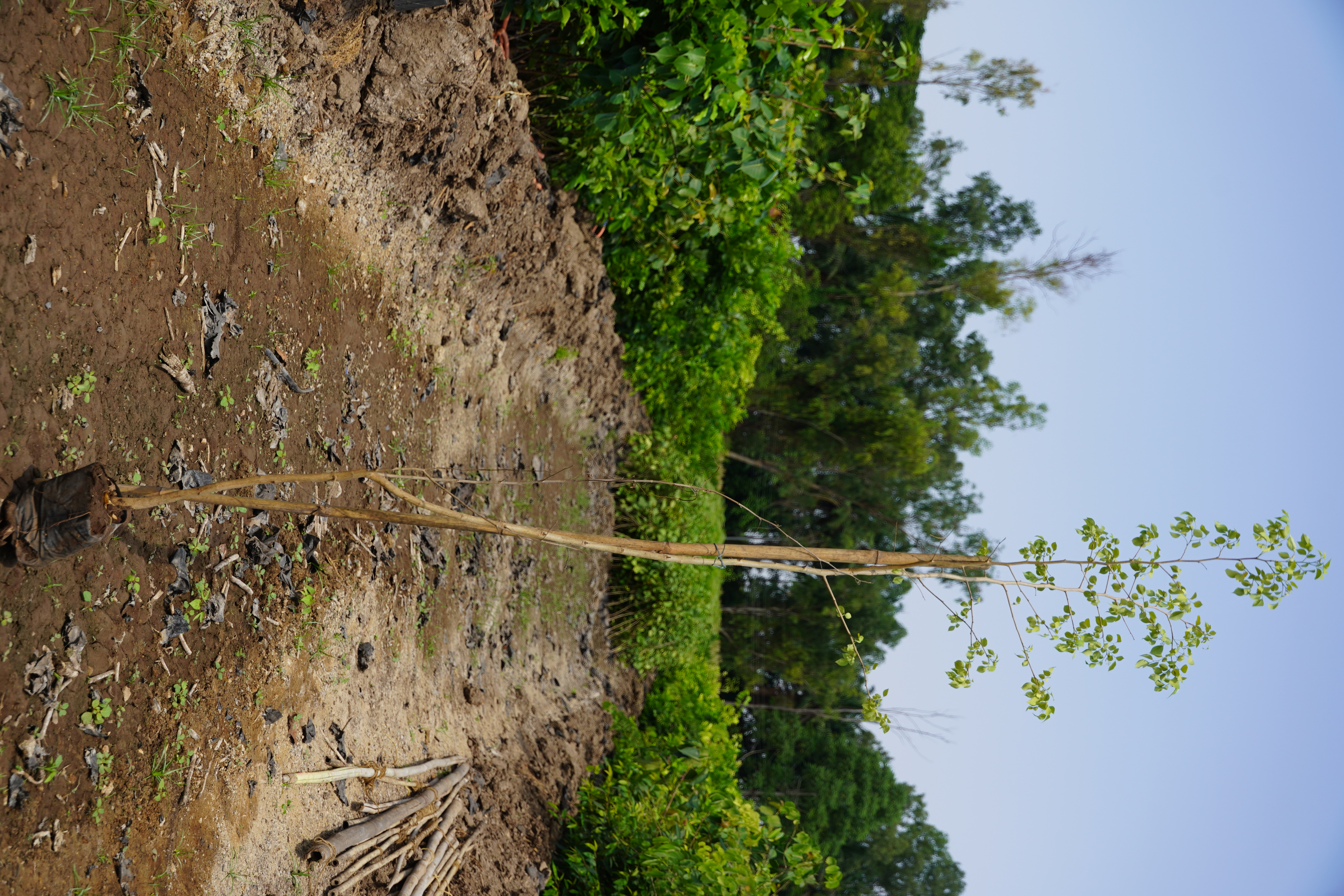 शिसू (Dalbergia sissoo)