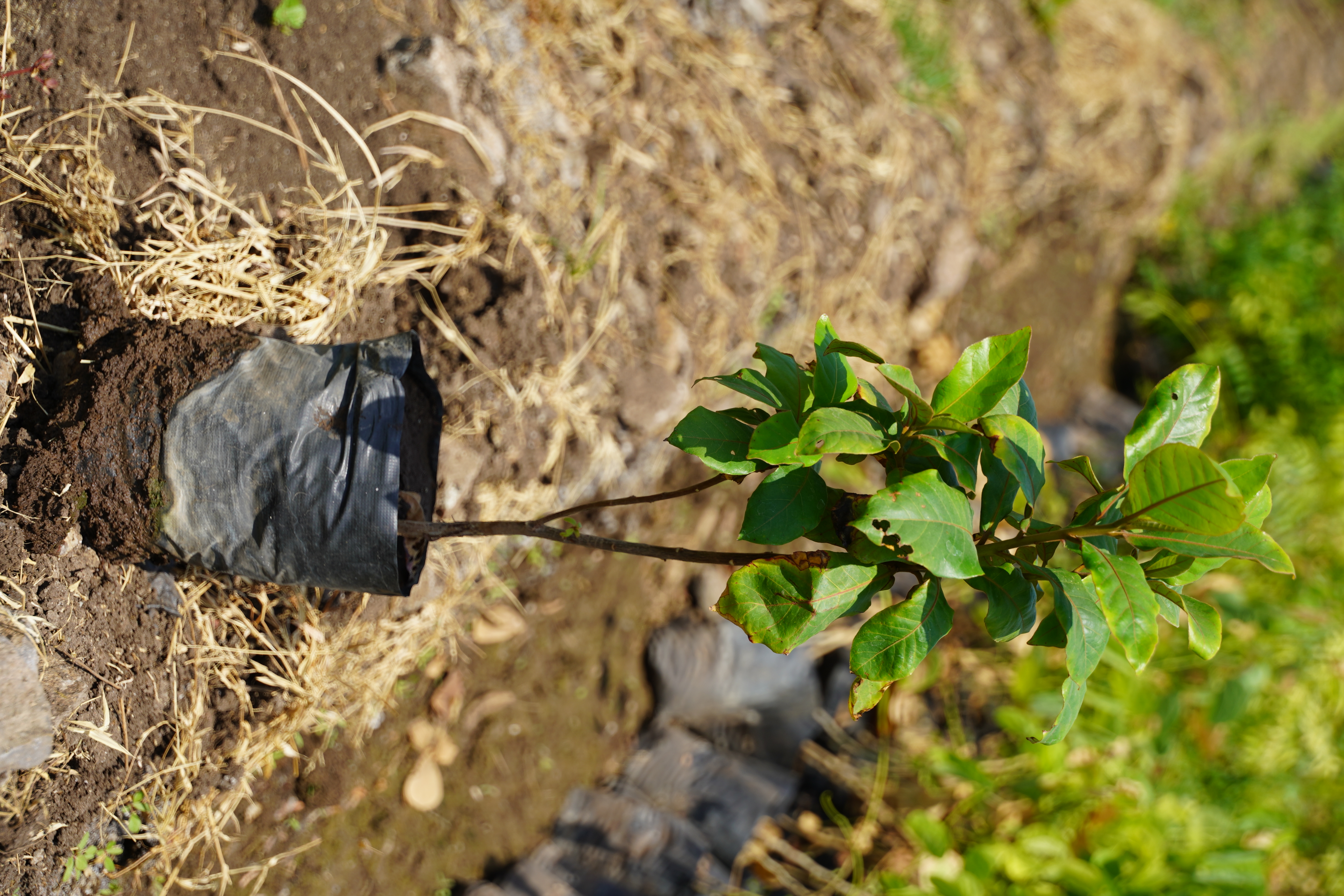 बदाम (Terminalia catappa)