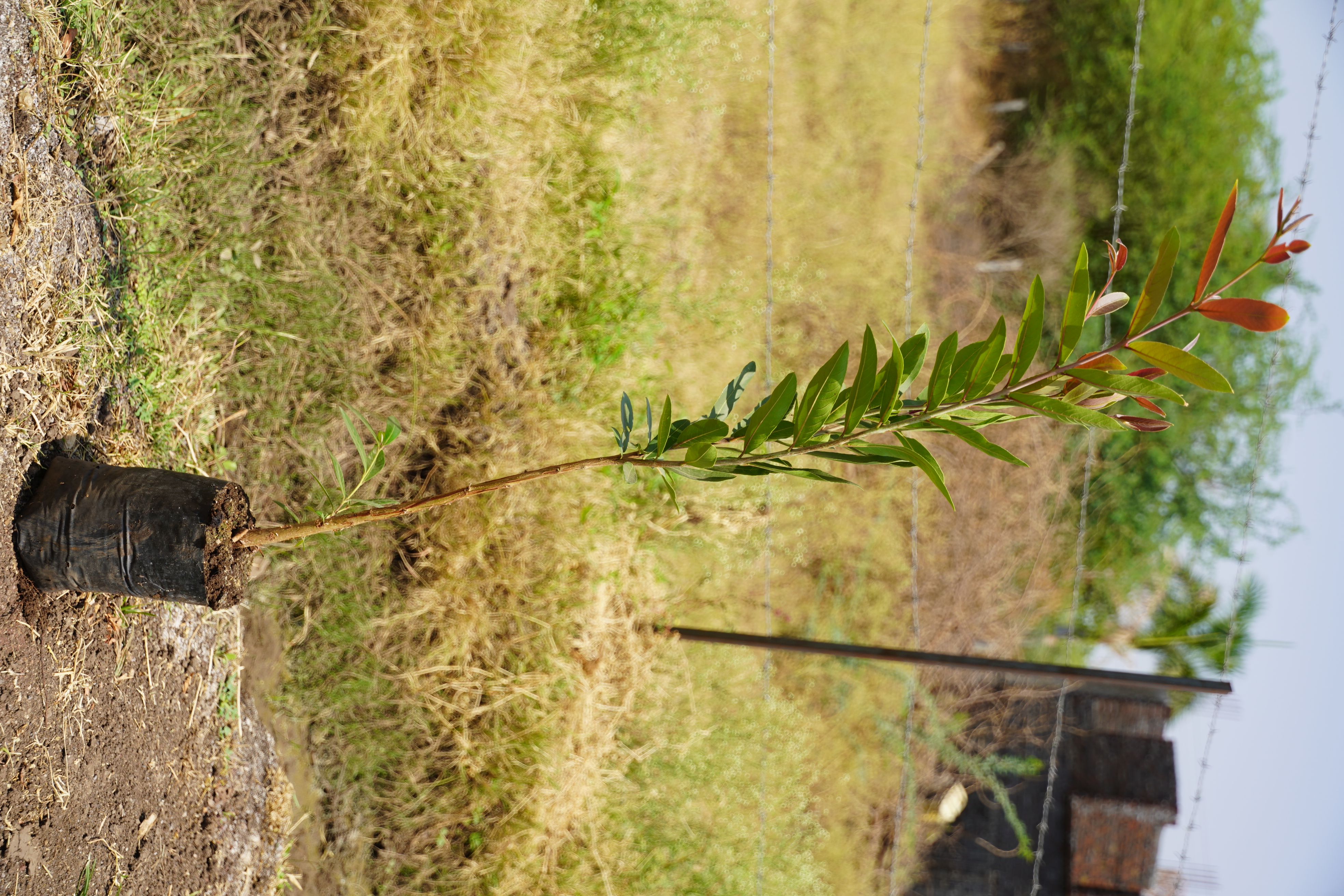 अर्जुन (Terminalia arjuna)