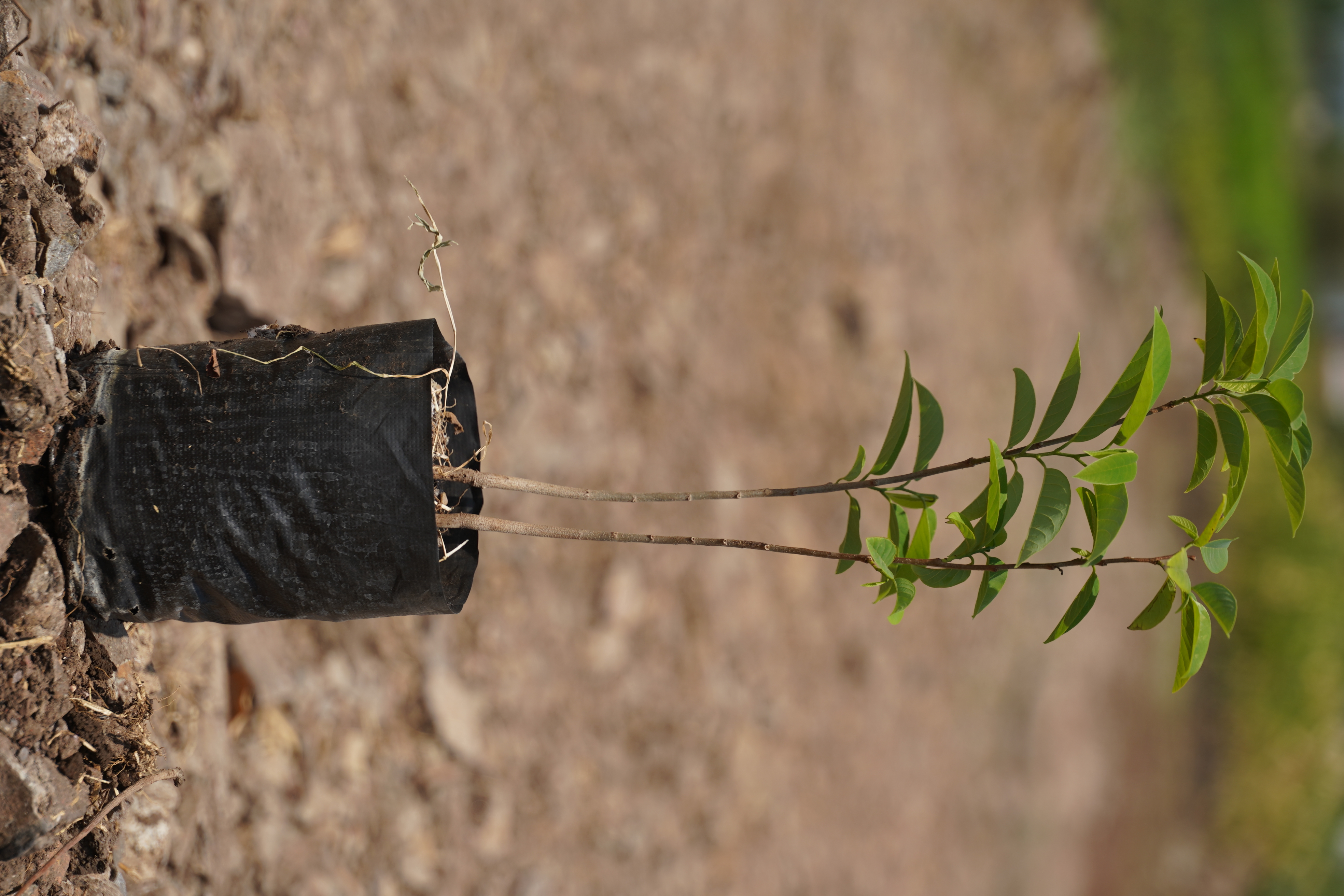 सीताफळ (Custard Apple)