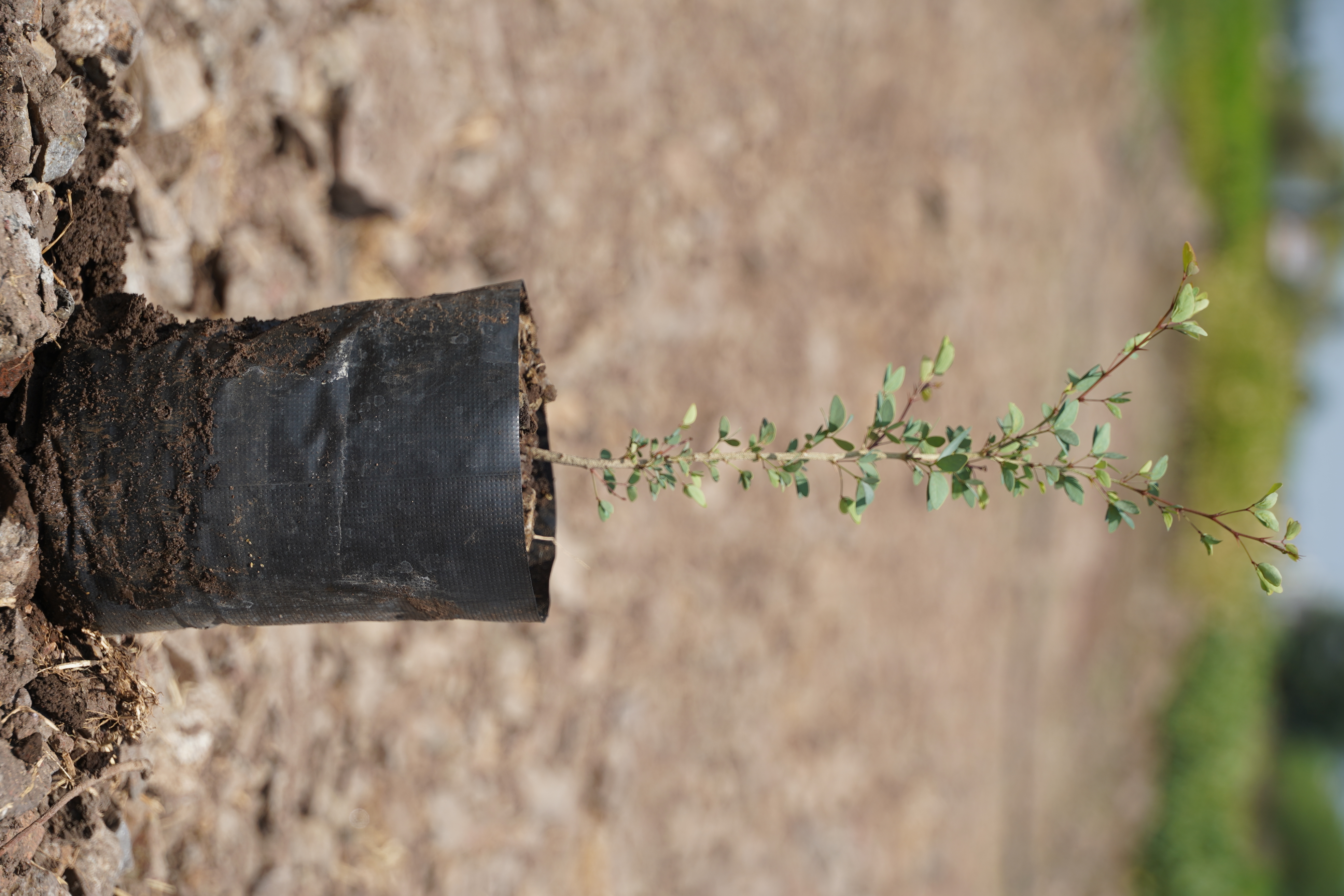 विलायती चिंच (Phitecellobium dulce)