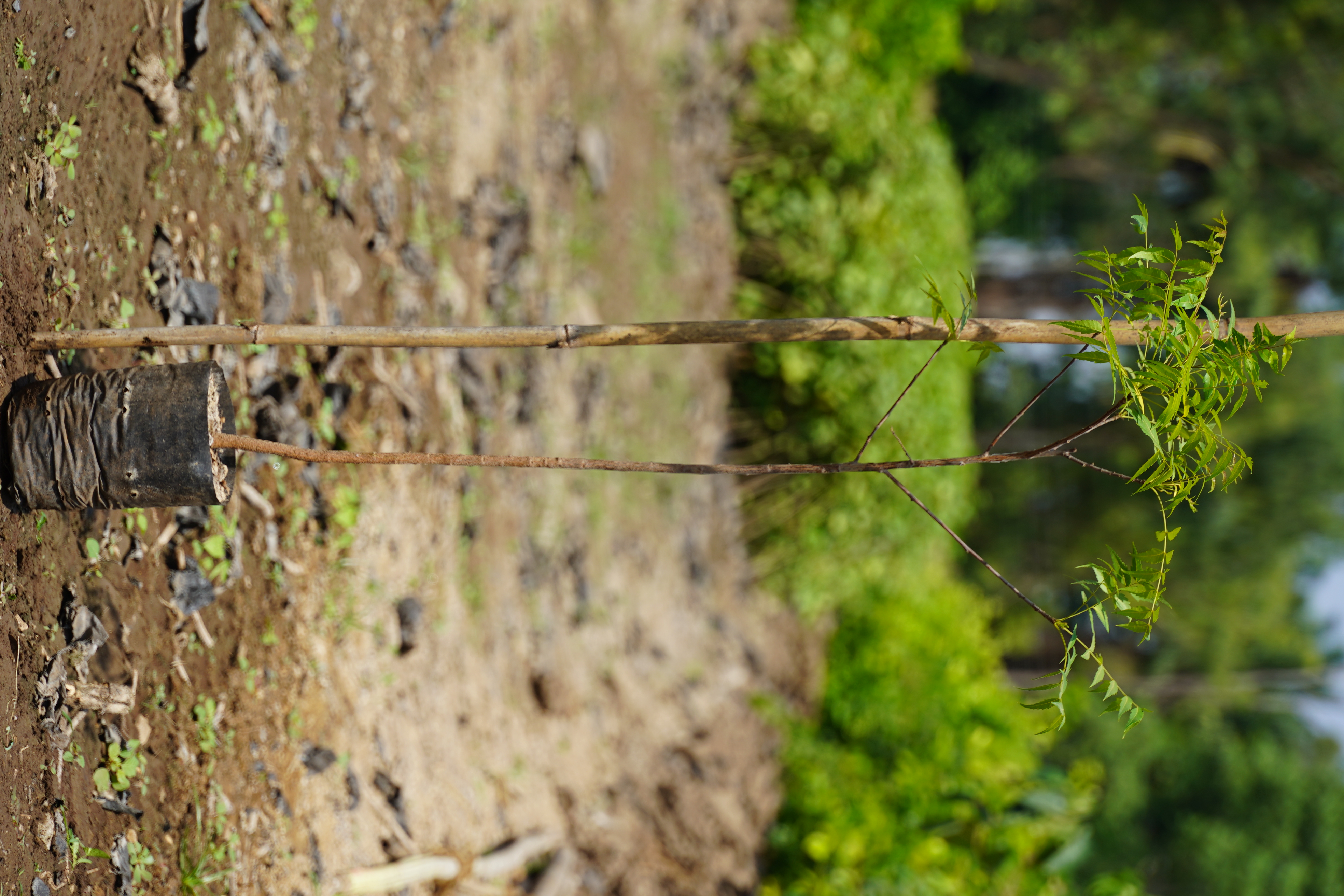 कडुलिंब (Azadirachta indica)