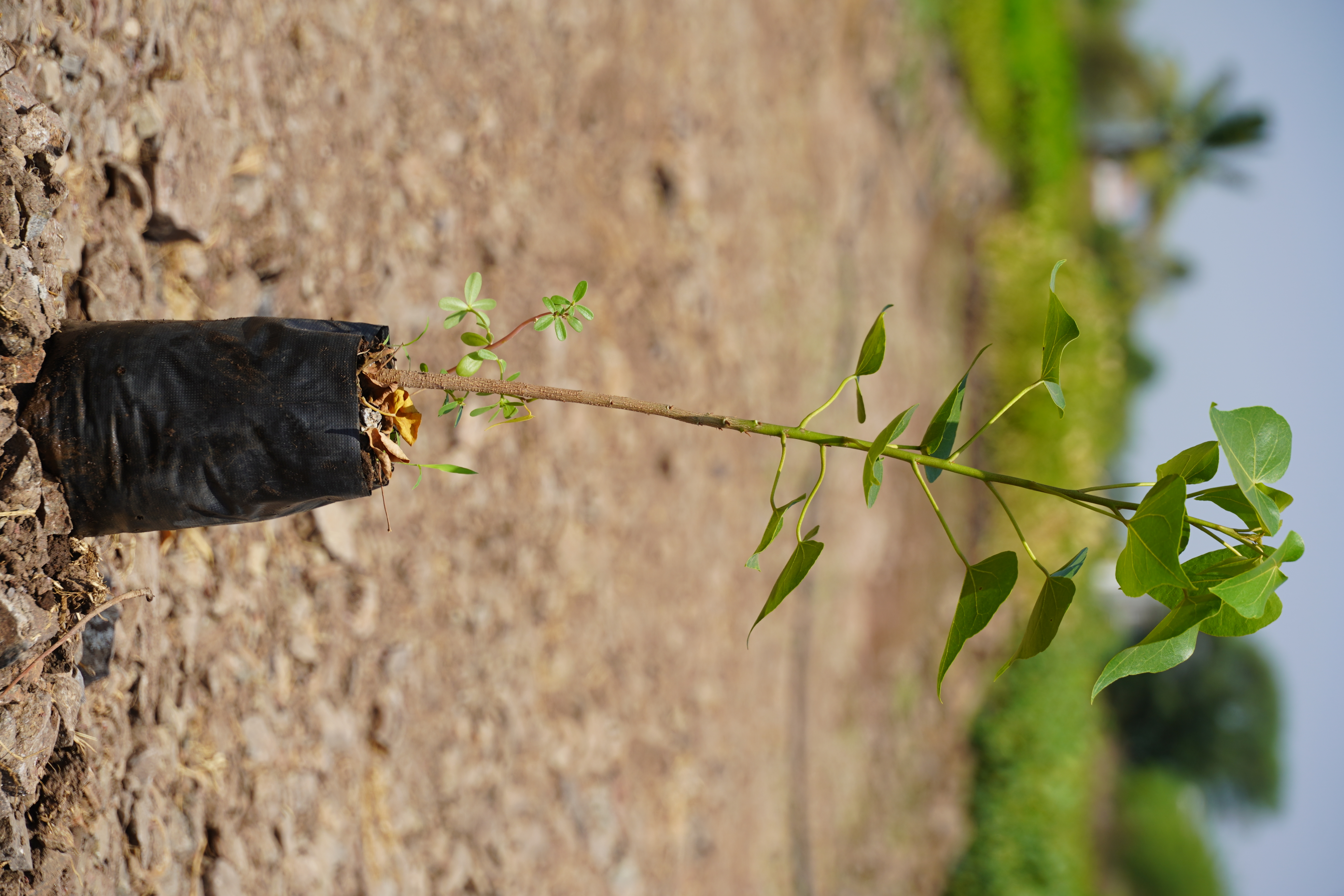 गुल भेंडी (Thespesia populnea)