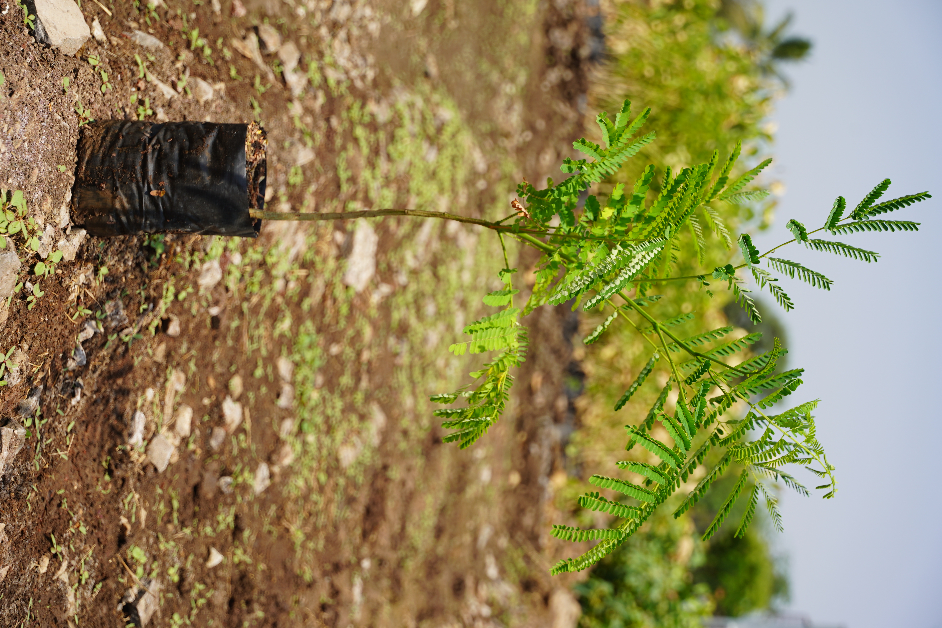 गुलमोहोर (Delonix regia)