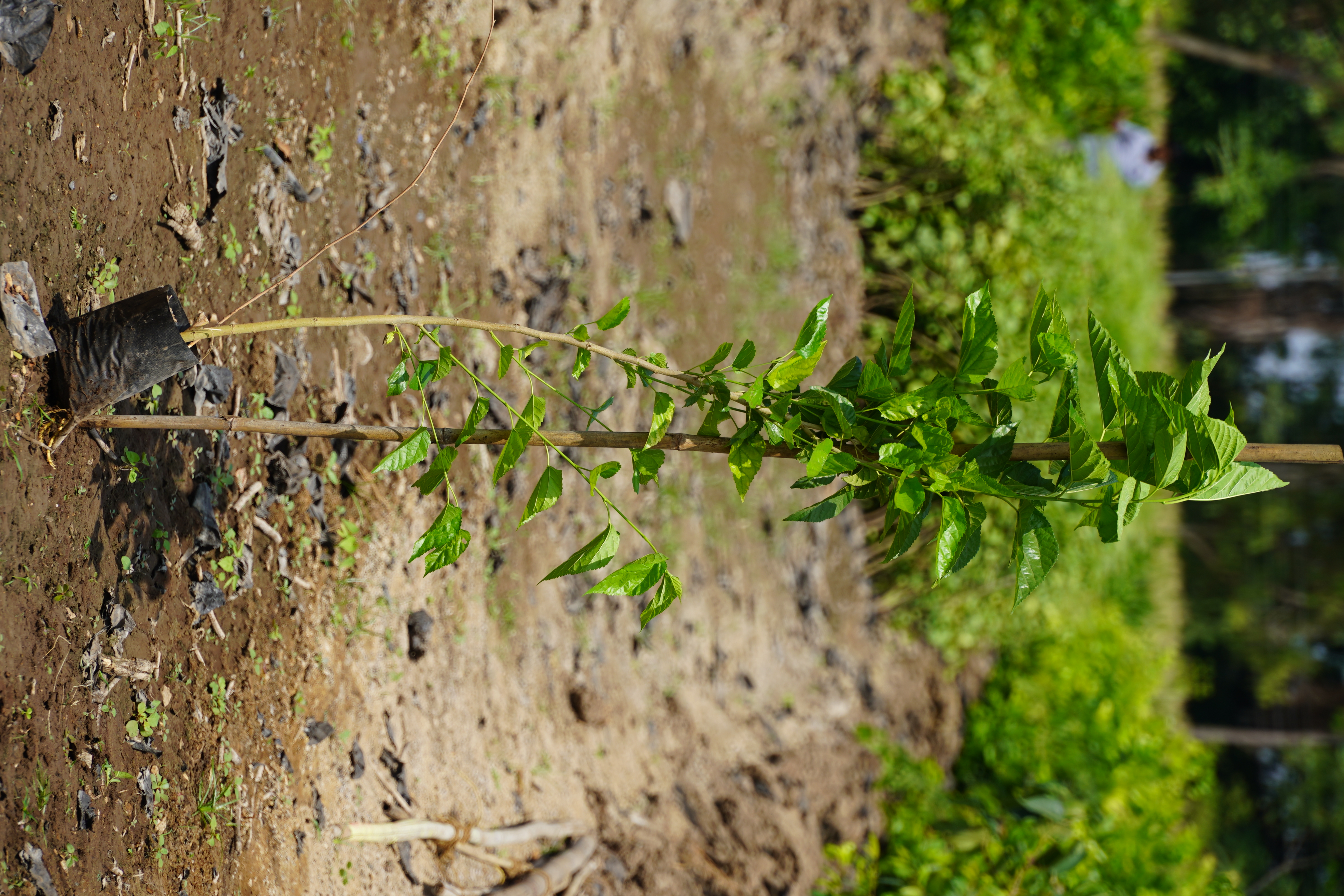 तुती (Mulberry)