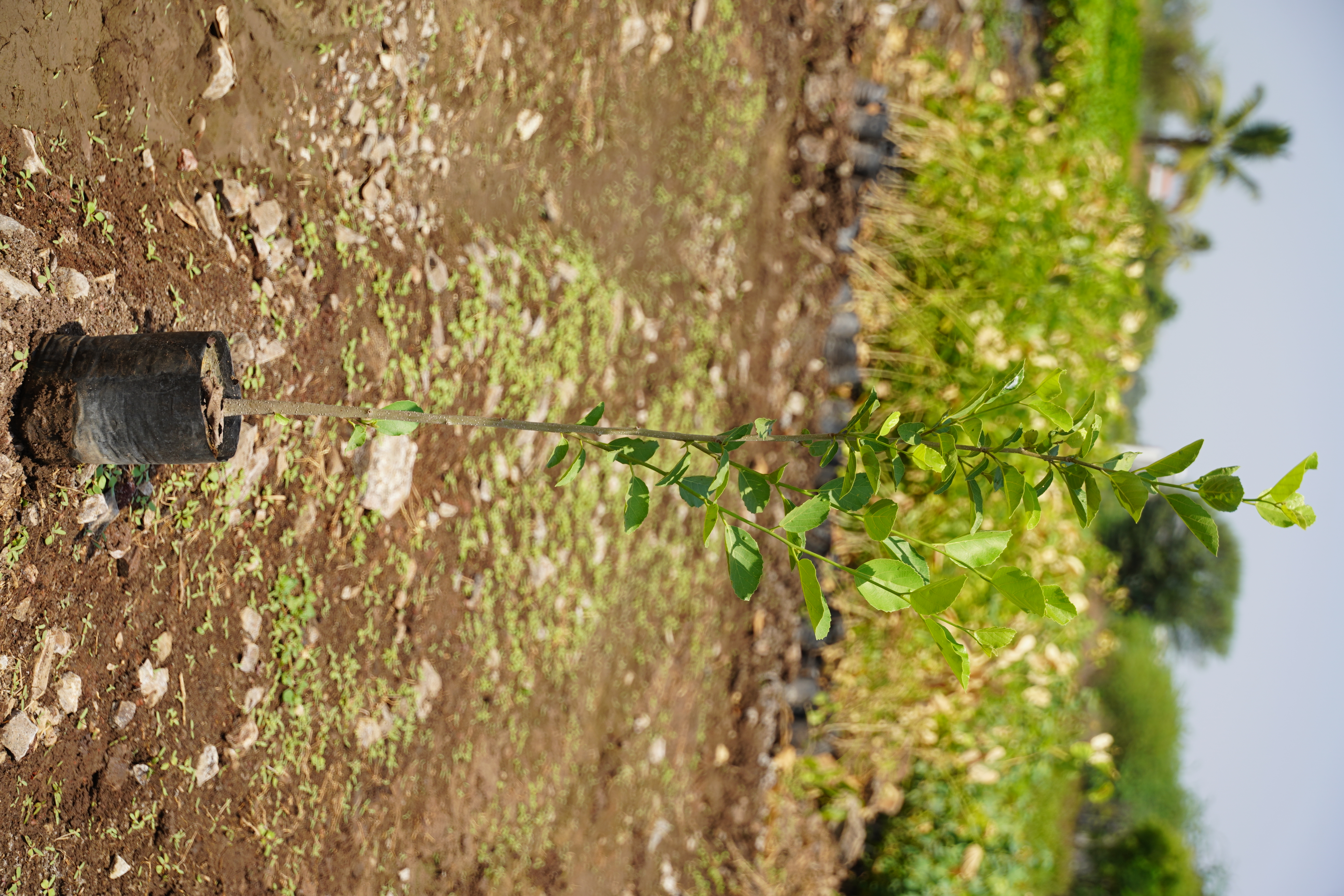 भोकर (Cordia dichotoma)