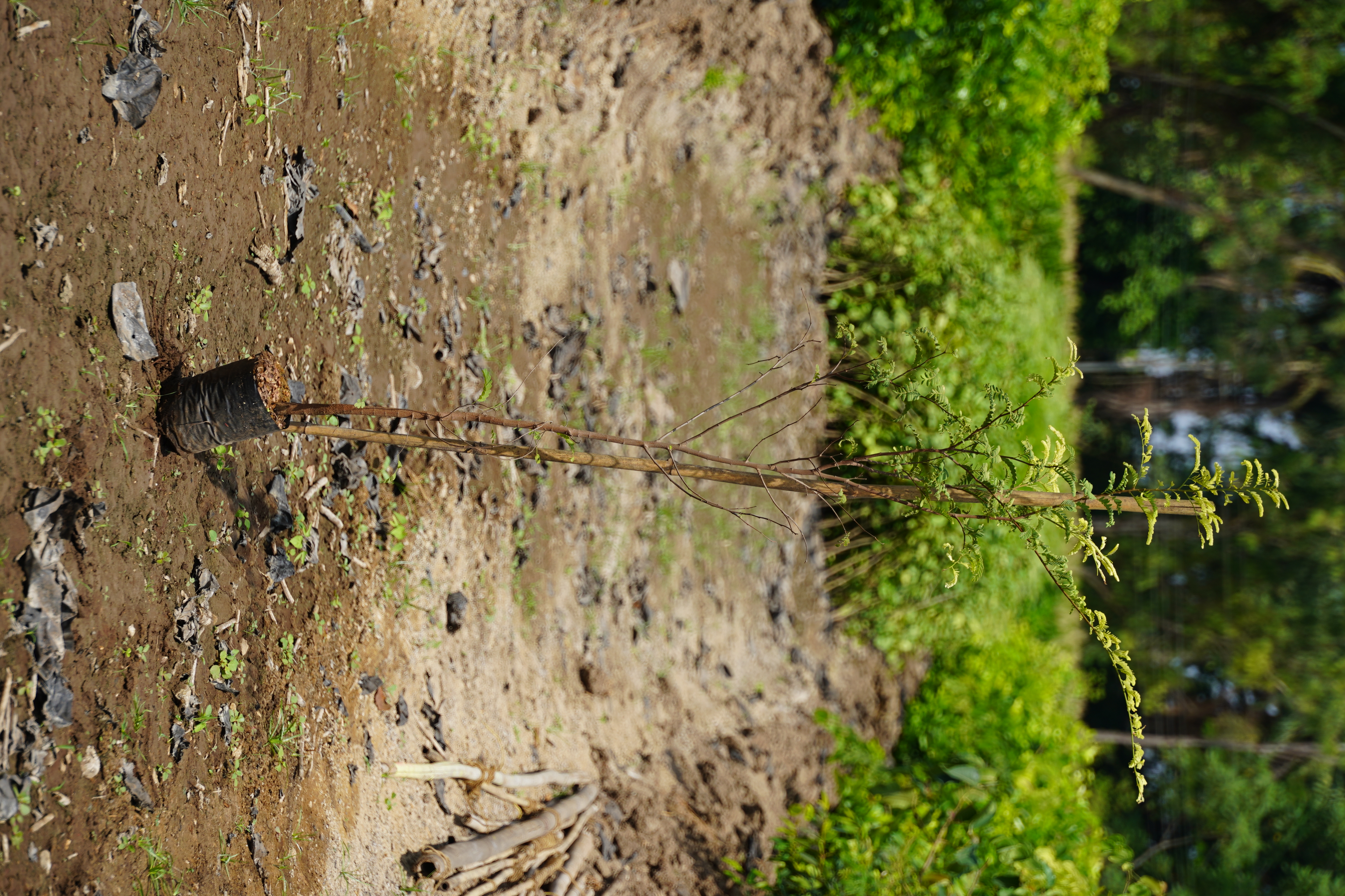 चिंच (Tamarind)
