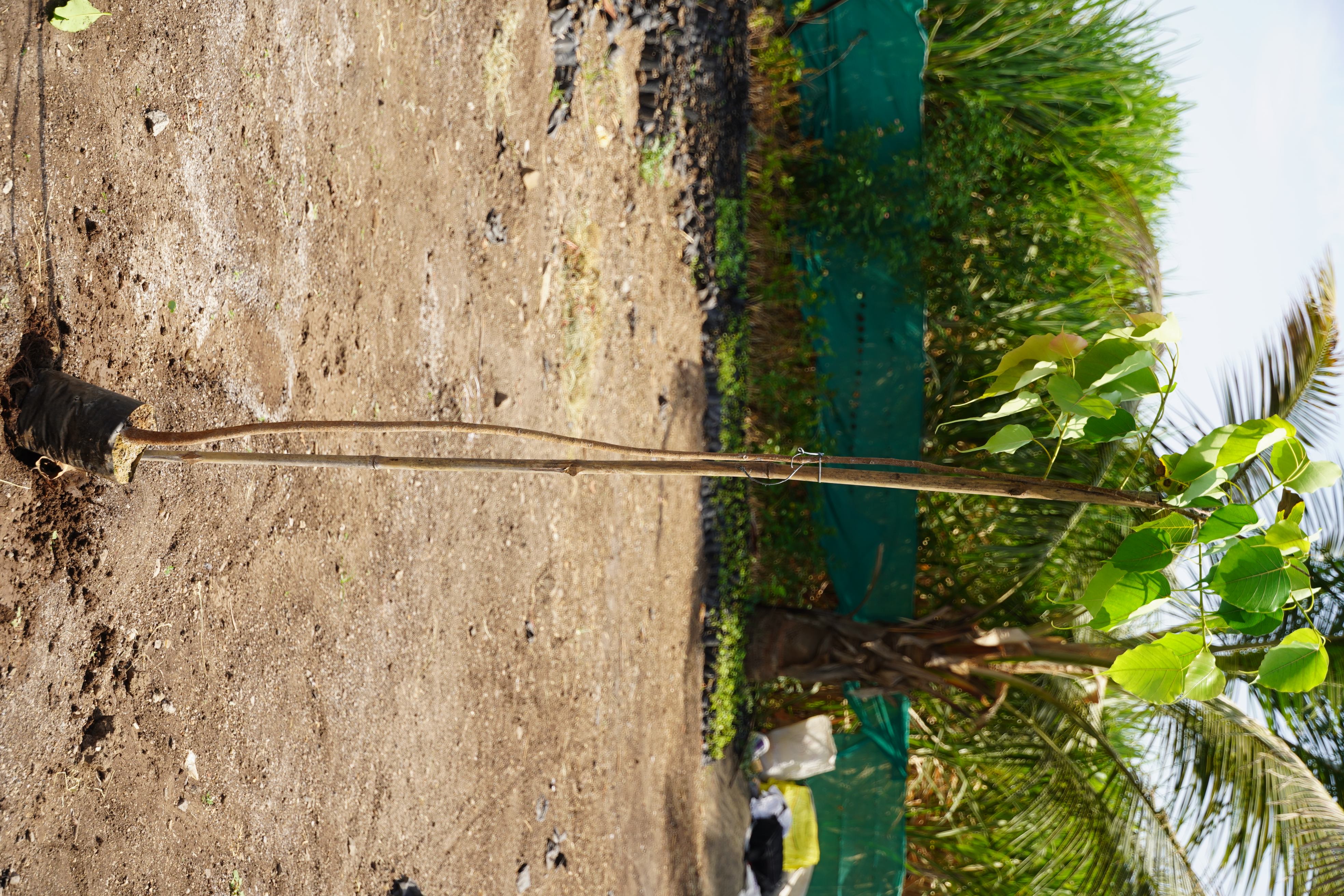 पिंपळ (Ficus religiosa)