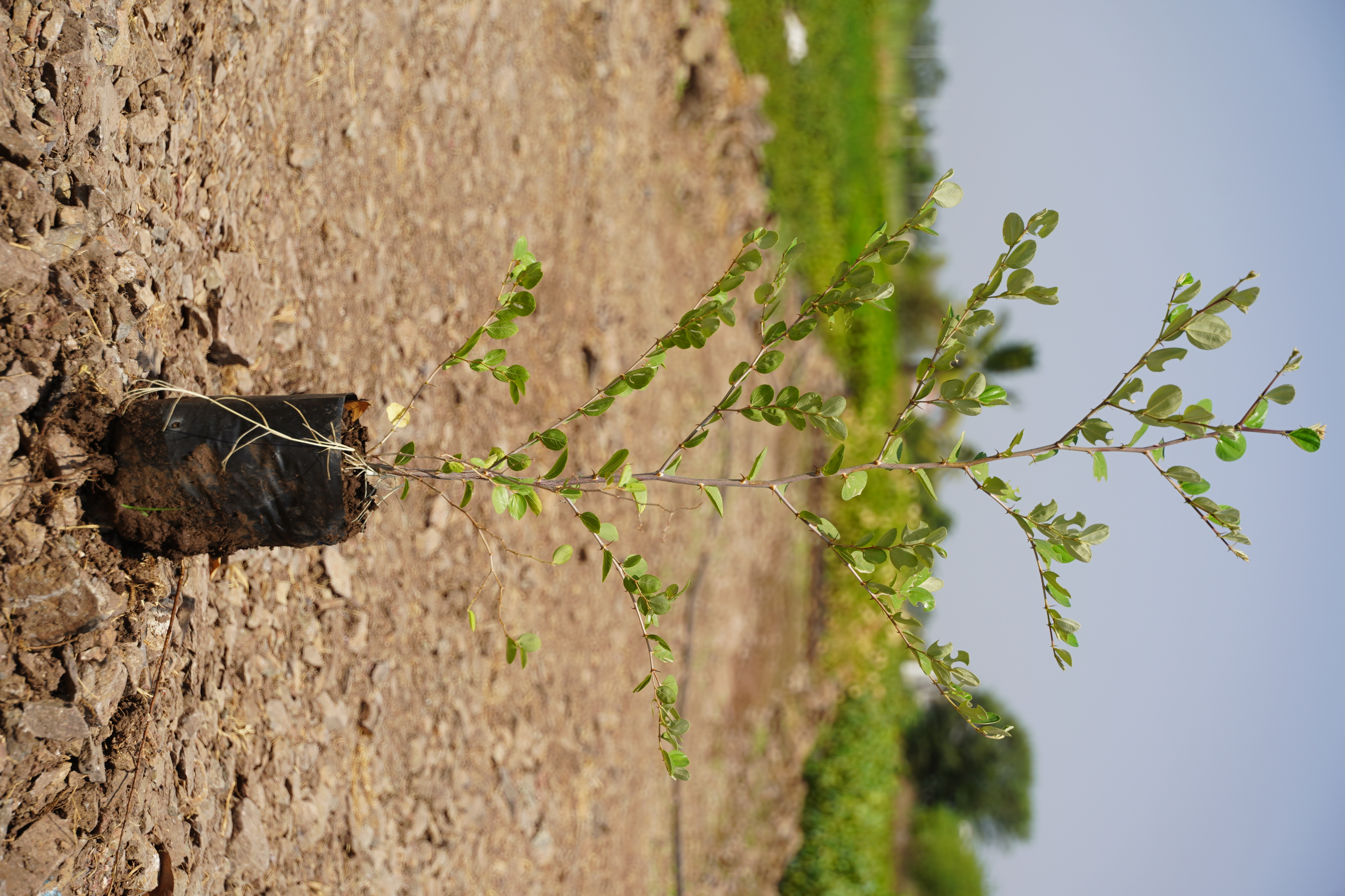 बोर (Ziziphus mauritiana)